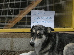 Dog Shaming