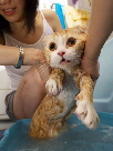 Cat Baths